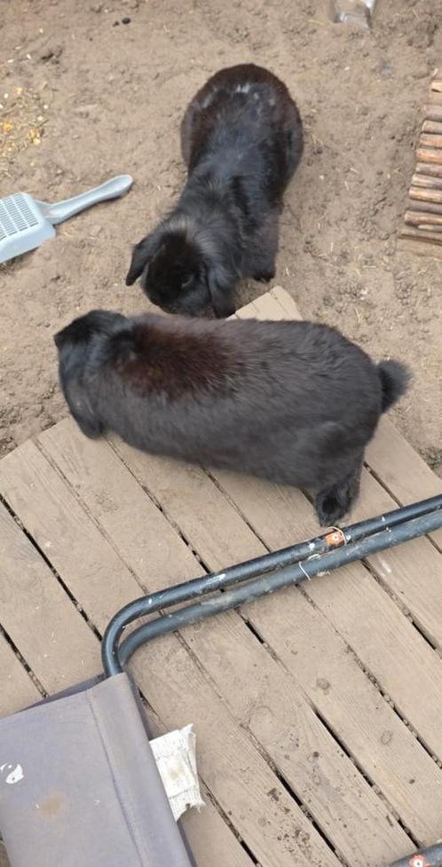 Nieuwe thuis voor onze konijnenMOMENTEEL VOLDOENDE INTERESSE, Dieren en Toebehoren, Schapen, Geiten en Varkens