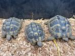 Trio Landschildpadden, Animaux & Accessoires, Reptiles & Amphibiens, Tortue, 7 à 10 ans