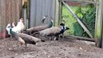 Pauwen, Dieren en Toebehoren, Pluimvee, Meerdere dieren, Overige soorten