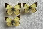 Colias alfacariensis, 5 € / specimen, Ophalen of Verzenden