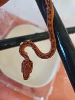 Corallus Hortulanus Tiger full red avec double ligne tiger, Animaux & Accessoires, Reptiles & Amphibiens, Serpent, 0 à 2 ans