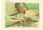 Heruitgave litho's rashoenders, eenden, fazanten, Dieren en Toebehoren, Vogels | Overige Vogels