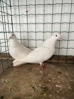 Sierduiven.  Kumru, Dieren en Toebehoren, Vogels | Duiven