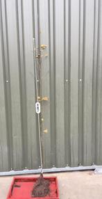 haagplanten, Jardin & Terrasse, Plantes | Arbustes & Haies, Enlèvement, Charme, Haie