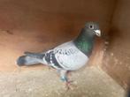 Geschelpte duiver voor de zware fond, Dieren en Toebehoren, Vogels | Duiven
