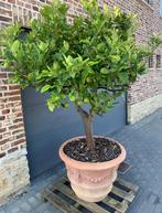 Citroenboom met impruneta terracotta pot, Tuin en Terras, Ophalen
