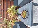 Verschillende bonsai en starters, Tuin en Terras, Ophalen
