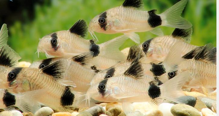 Corydoras Panda (groep moederdieren), Dieren en Toebehoren, Vissen | Aquariumvissen, Zoetwatervis, Vis, Schoolvis