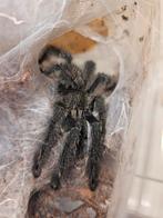 Volwasene mannetje Psalmopoeus Irminia, Dieren en Toebehoren, Insecten en Spinnen