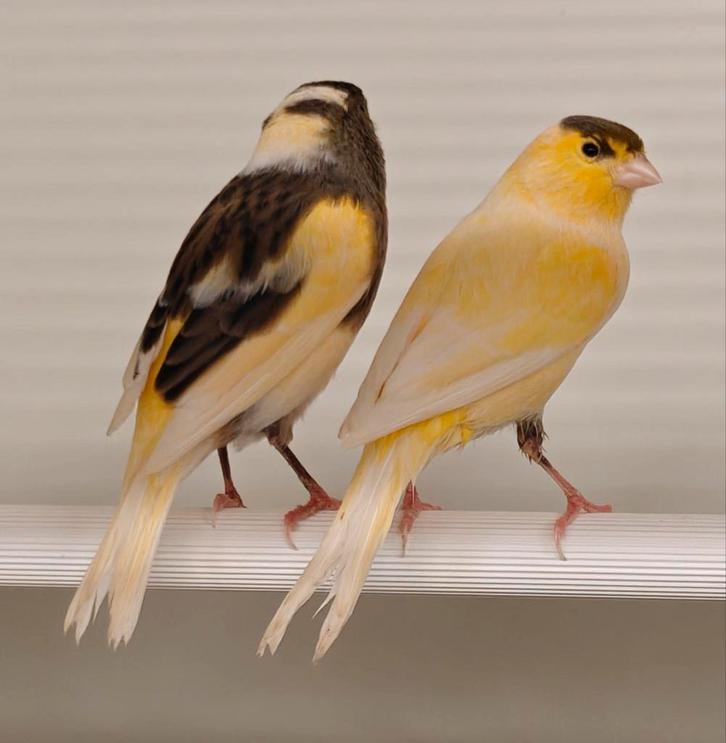 Kanaries, Animaux & Accessoires, Oiseaux | Canaris, Canari de couleur, Plusieurs animaux