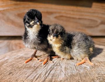 2 kuikens groenleggers olijfleggers kippen groene eieren beschikbaar voor biedingen