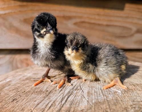 2 kuikens groenleggers olijfleggers kippen groene eieren, Dieren en Toebehoren, Pluimvee, Kip
