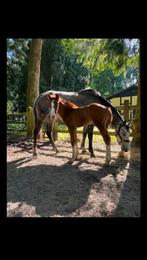 Fokmerries / draagmerries te koop, Animaux & Accessoires, Chevaux, 11 ans ou plus, Avec pedigree, 160 à 165 cm, Ne s'applique pas