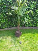 mooie wintervaste palmboom Trachycarpus fortunei, Tuin en Terras, Planten | Bomen, Halfschaduw, Lente, Ophalen, Palmboom