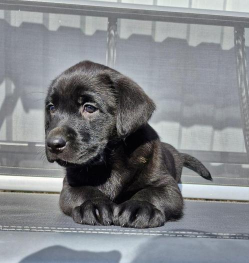 Prachtige Labrador pups beschikbaar, Dieren en Toebehoren, Honden | Retrievers, Spaniëls en Waterhonden, Reu, Labrador retriever