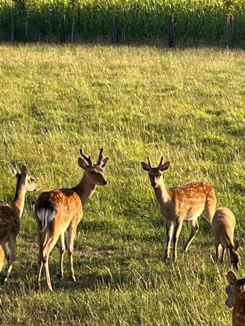 dieren beschikbaar voor biedingen