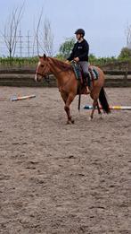 6 jarige Quarter horse ruin, Enlèvement ou Envoi