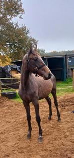 KWPN Merrie TOP Springbloed!, Dieren en Toebehoren, Merrie, Springpaard, 0 tot 2 jaar, Onbeleerd