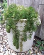 Zuurstofplanten - Vijverplanten - Hoornblad, Ophalen of Verzenden