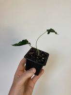 Alocasia loco, Ophalen