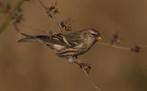 Barmsijs cabaret man, Dieren en Toebehoren, Mannelijk, Wildzangvogel, Geringd