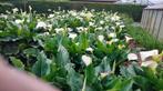 Aronskelk, Tuin en Terras, Planten | Tuinplanten, Vaste plant, Halfschaduw, Lente, Ophalen