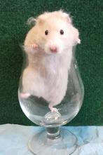 Langharige syrische hamster, Dieren en Toebehoren, Hamster, Maart, Vrouwelijk, Tam