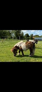 Shetlander Merrie, Dieren en Toebehoren, Merrie