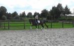 Chique 5 jr Glamourdale ruin, Dieren en Toebehoren, Paarden, Gechipt, Ruin, Dressuurpaard, 7 tot 10 jaar