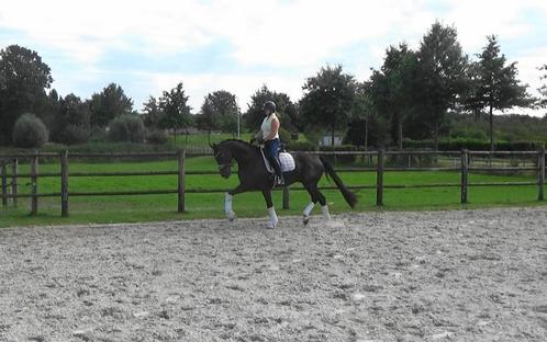 Chique 5 jr Glamourdale ruin, Dieren en Toebehoren, Paarden, Ruin, 165 tot 170 cm, 7 tot 10 jaar, Dressuurpaard, Met stamboom