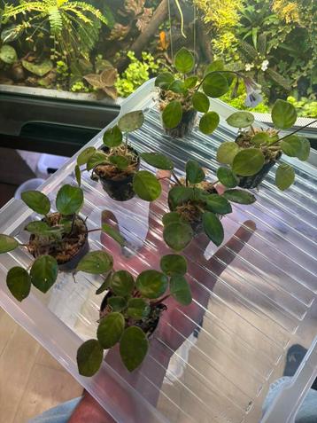 Chiritia tamiana beschikbaar voor biedingen