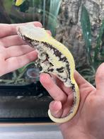 Wimpergekko lilly white man Trico