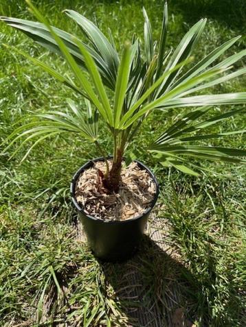 Trachycarpus princeps x Naggy ! beschikbaar voor biedingen
