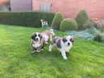 Sint bernard pups, CDV (hondenziekte), Meerdere, 8 tot 15 weken, Meerdere dieren