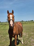 Leuke allround ruin, Dieren en Toebehoren, Pony's, Ruin