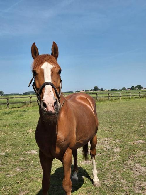 Leuke allround ruin, Dieren en Toebehoren, Pony's, Ruin