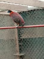 Temminck's tragopan van 2025, Dieren en Toebehoren, Pluimvee