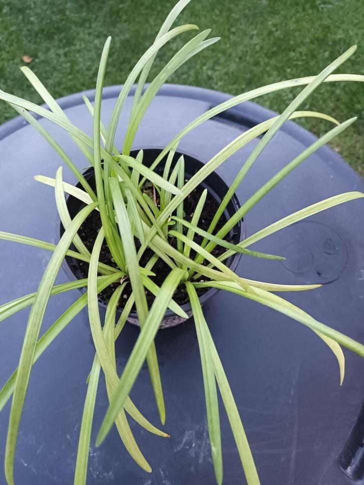 Liriope Royal Purple, Tuin en Terras, Planten | Struiken en Hagen, Ophalen