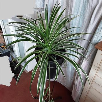 Grote zeer mooie meerjarige wit gestreepte Chlorophitum beschikbaar voor biedingen