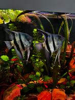 3 phillipine blue scalare, Dieren en Toebehoren