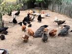Kippen te koop, verschillende kleuren., Dieren en Toebehoren, Kip