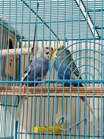 Cage     perruche ondulée avec un cage