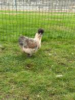 Zijdehoenders, Dieren en Toebehoren, Pluimvee, Geslacht onbekend, Kip