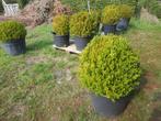 Buxus, Tuin en Terras, Ophalen of Verzenden, Buxus