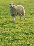 Schaap, Animaux & Accessoires, Moutons, Chèvres & Cochons, Mouton