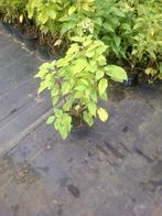 hortensia's in soorten aan 1,50 euro/stuk, Tuin en Terras, Vaste plant, Halfschaduw, Zomer, Ophalen