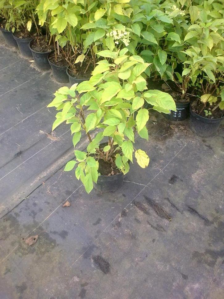 hortensia's in soorten aan 1,50 euro/stuk, Tuin en Terras, Planten | Tuinplanten, Vaste plant, Overige soorten, Halfschaduw, Zomer