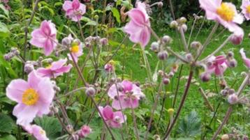 Roze herfstanemoon, reeds gesnoeide in grote potten  beschikbaar voor biedingen