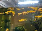 Baby guppy’s te koop, Dieren en Toebehoren, Vis