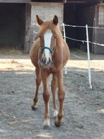 jaarling merrie, Dieren en Toebehoren, Paarden, Merrie, Minder dan 160 cm, Gechipt, Niet van toepassing
